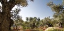 Pray in The Garden of Gethsemane during your Israel Christian tour