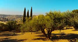 tours of israel holy land